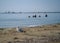 A group of seniors or elderly people walk along the beach into sea