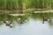 Group of seven Canada geese on a pond in Connecticut.