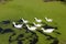 Group of seven geese in the green lake