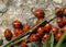 A group of seven-spot ladybirds Coccinella septempunctata on a