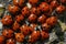 A group of seven-spot ladybirds Coccinella septempunctata on a