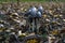 Group of Shaggy Ink Cap mushrooms Coprinus comatus found in a forest during the fall season