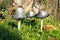 Group of shaggy ink caps (Coprinus comatus) in front of a tree