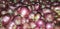 Group of Shallots onion Fresh purple shallots or Allium cepa, close up picture