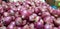 Group of Shallots onion Fresh purple shallots or Allium cepa, close up picture