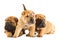 Group of sharpei puppies