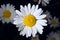 Group of shasta daisies on a dark background