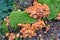 Group of Sheathed Woodtuft mushrooms from above