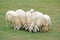 Group of sheep