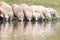 A group of sheep drink water from a lake