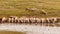 A group of sheep drink water from a lake