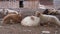 A group sheep eat and rest in the fresh air