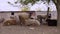 A group sheep eat and rest in the fresh air. Flock sheep standing and looking in camera on pasture at rural farm