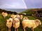 Group of sheep in a field next to the sea in front of an epic sky with a sharp rainbow, , Northern coast of Spain