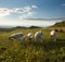 Group sheep in flowered field to su