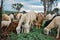 Group of sheep and goats eating grass