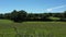 Group of sheep grazing in a field