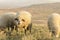 Group of sheep grazing grass on a beautiful field