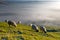 Group of Sheep Grazing Grass on a Hill