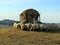 Group of sheep grazing the hay bale