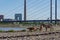 Group of Sheep grazing on riverside of Rhine River in DÃ¼sseldorf, Germany.