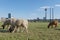 Group of Sheep grazing on riverside of Rhine River in DÃ¼sseldorf, Germany.