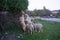 Group of sheep grazing on the roadside