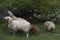 Group of sheep grazing under a tree.