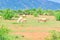 Group of sheep herd grazing green grass land and mountain in Phan Rang, Ninh Thuan, Vietnam