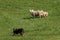 Group of Sheep Ovis aries Closely Watch Stock Dog