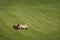 Group of Sheep & x28;Ovis aries& x29; Run Through Field