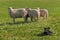 Group of Sheep Ovis aries Watched Closely by Stock Dog