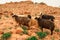 Group of sheep in Petra, Jordan