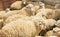 A group of sheep is standing in a barn. Farming, sheep breeding
