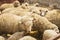 A group of sheep is standing in a barn. Farming, sheep breeding