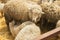 A group of sheep is standing in a barn. Farming, sheep breeding