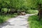 A group of sheep taking shade from the hot Turkish sun underneath the green leafed tree`s