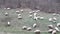 Group of sheep to pasture