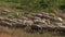 Group of sheep is walking.