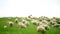 Group of sheeps grazing in the field