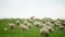 Group of sheeps grazing in the field