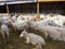 The group of Sheeps in a lambing sheds after being haircut at a Australia farming industries.