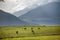 Group of sheeps pasturing in mountains