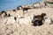 Group sheeps relaxing on the beach of Saint Louis