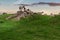 Group of sheeps resting on large stump at sunset