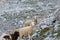 Group of sheeps resting on mountain trail