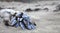 Group of shells in low tide clinking on old rugged , threadbare, plastic buoy, Brittany, France