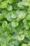 Group of Shield Pennywort