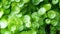 Group of Shield Pennywort, Gotu kola, green nature background