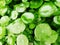 Group of Shield Pennywort, Gotu kola, green nature background